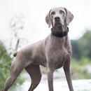 Large Dog Collars Leash Harness Medium Big Collar Durable Tactical Adjustable Training German Shepherd Set Supplies Accessories