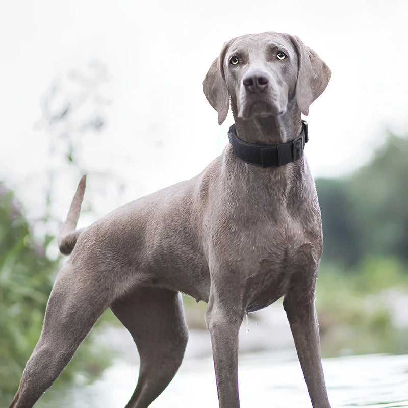 Large Dog Collars Leash Harness Medium Big Collar Durable Tactical Adjustable Training German Shepherd Set Supplies Accessories