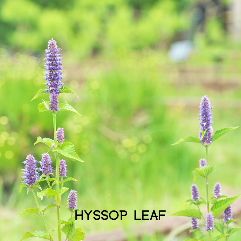 Colon Cleanse - Cleanse and Detox